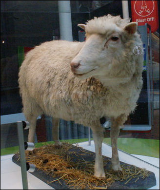 20120529-wool Dolly_theNational_Museums_of_Scotland_Edinburgh.jpg